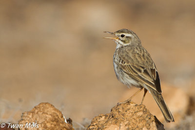 Berthelots pieper (Anthus berthelotii)