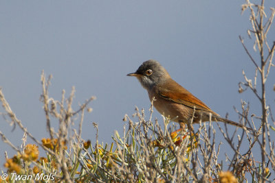 Brilgrasmus (Sylvia conspicillata)