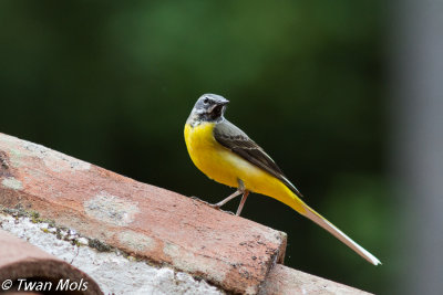Grote gele kwikstaart (Motacilla cinerea)