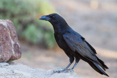 Canarische raaf (Corvus corax canariensis)
