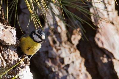 Tenerife pimpelmees (Cyanistes teneriffae)