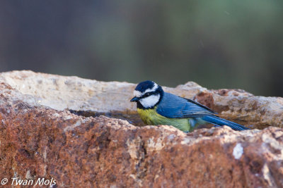 Tenerife pimpelmees (Cyanistes teneriffae)