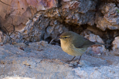 Canarische tjiftjaf (Phylloscopus canariensis)