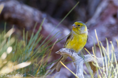 Kanarie (Serinus canaria)
