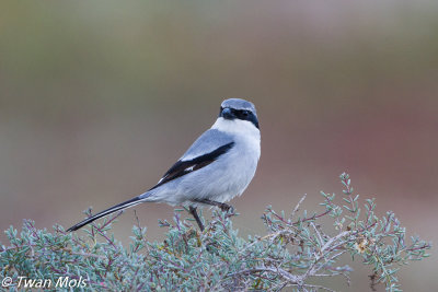 Canarische woestijnklapekster (Lanius koenigi)