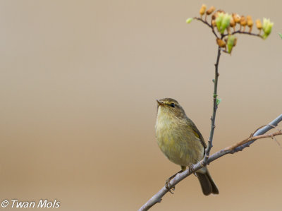 Canarische tjiftjaf (Phylloscopus canariensis)