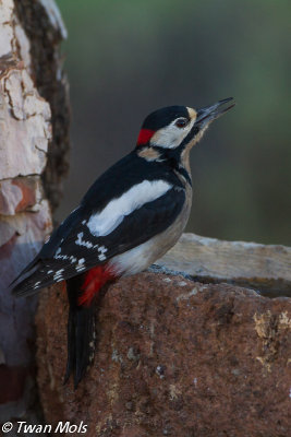 Canarische grote bonte specht ( Dendrocopos major canariensis)