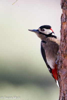 Canarische grote bonte specht ( Dendrocopos major canariensis)