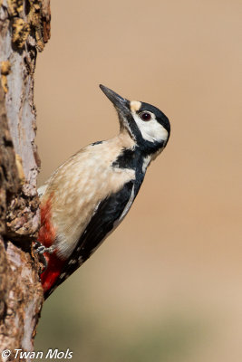 Canarische grote bonte specht ( Dendrocopos major canariensis)