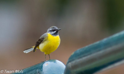 Grote gele kwikstaart (Motacilla cinerea