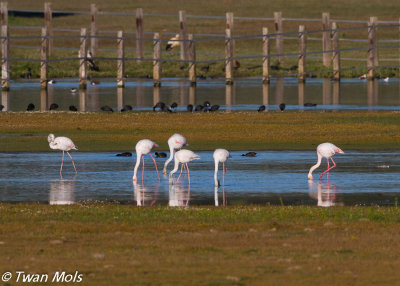 Flamingo, Phoenicopterus roseus