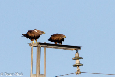 Zwarte wouw, Milvus migrans
