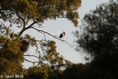 Ooievaar, Ciconia ciconia