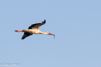 Ooievaar, Ciconia ciconia