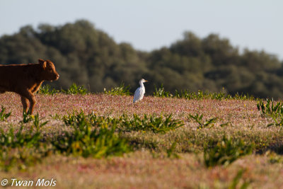 Koereiger, Bubulcus ibis