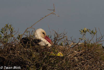 Ooievaar, Ciconia ciconia