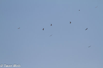 Vale gier, Gyps fulvus