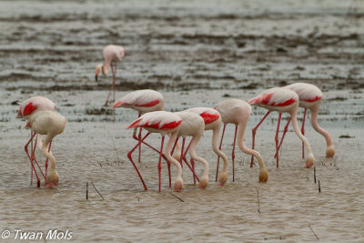 Flamingo, Phoenicopterus roseus