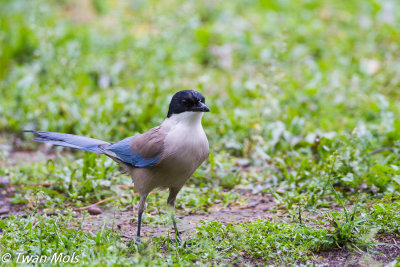 Blauwe ekster, Cyanopica cooki