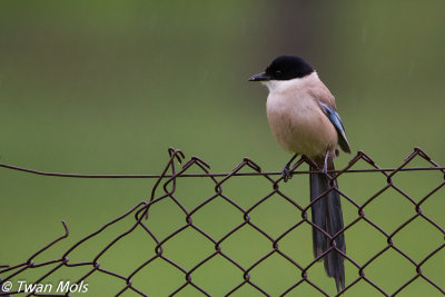 Blauwe ekster, Cyanopica cooki