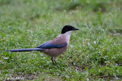 Blauwe ekster, Cyanopica cooki