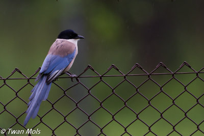 Blauwe ekster, Cyanopica cooki