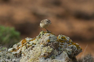 Spanje, Fuerteventura, nov. 2016