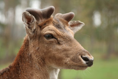 natuur