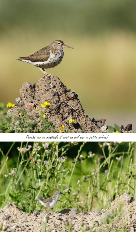 Chevalier grivel - Spotted Sandpiper