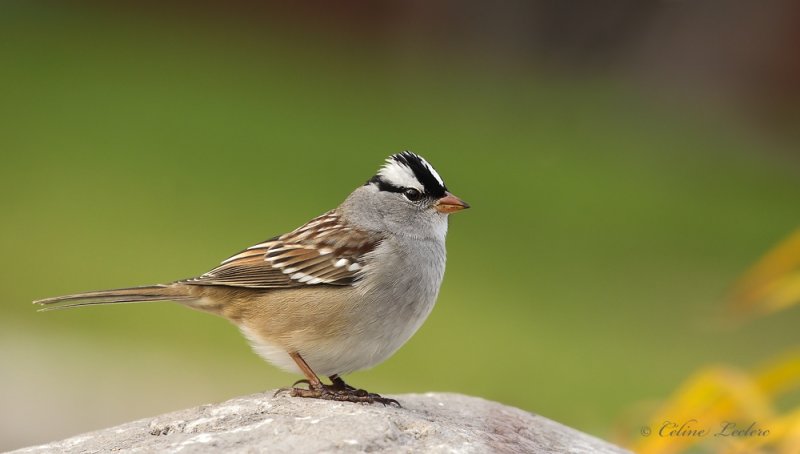 Bruant  couronne blanche _Y3A5909 - White-crowned Sparrow