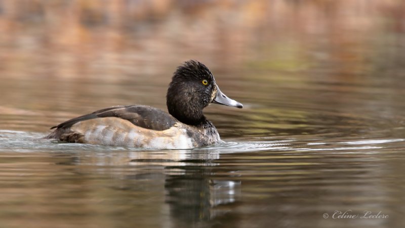 Fuligule  collier _Y3A7939 - Ring-necked Duck