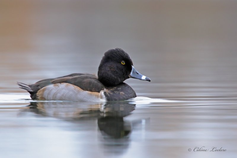 Fuligule  collier _Y3A7953 - Ring-necked Duck