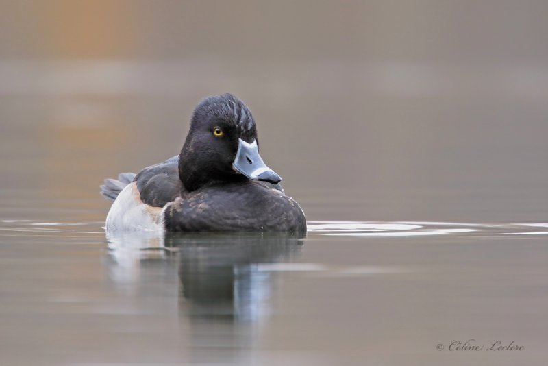 Fuligule  collier _Y3A7962 - Ring-necked Duck