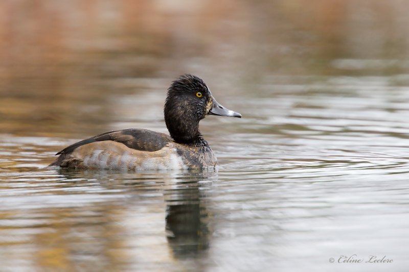 Fuligule  collier _Y3A7943 - Ring-necked Duck