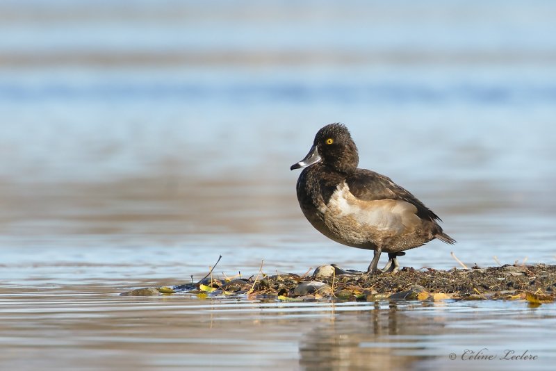 Fuligule  collier _Y3A8055 - Ring-necked Duck