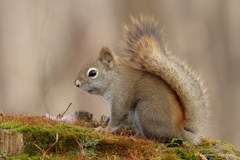 cureuil roux _Y3A8135 - Red Squirrel 