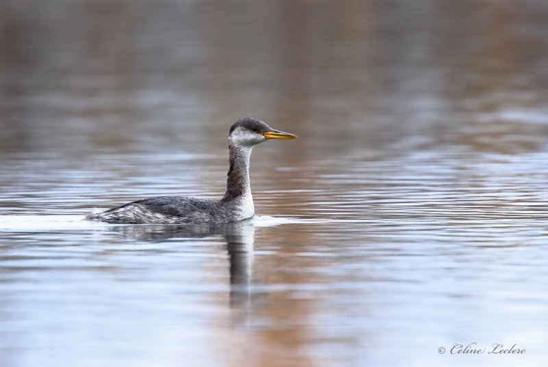 Grbe jougris _Y3A8001 - Red-necked Grebe