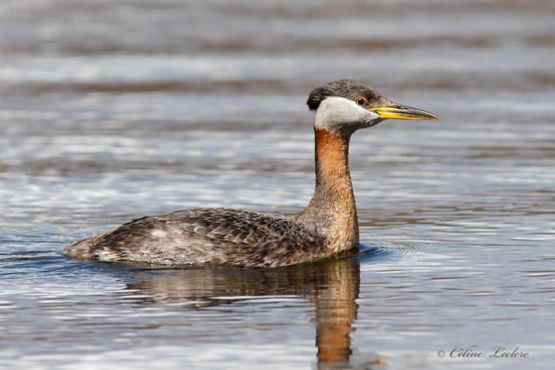 Grbe jougris _3164 - Red-necked Grebe