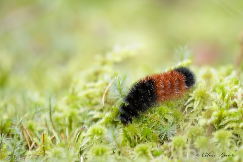 Isia isabelle (Pyrrharctia isabella) _Y3A7029 - Woolly Bear caterpillar
