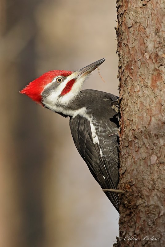 Grand Pic _Y3A8788 - Pileated Woodpecker