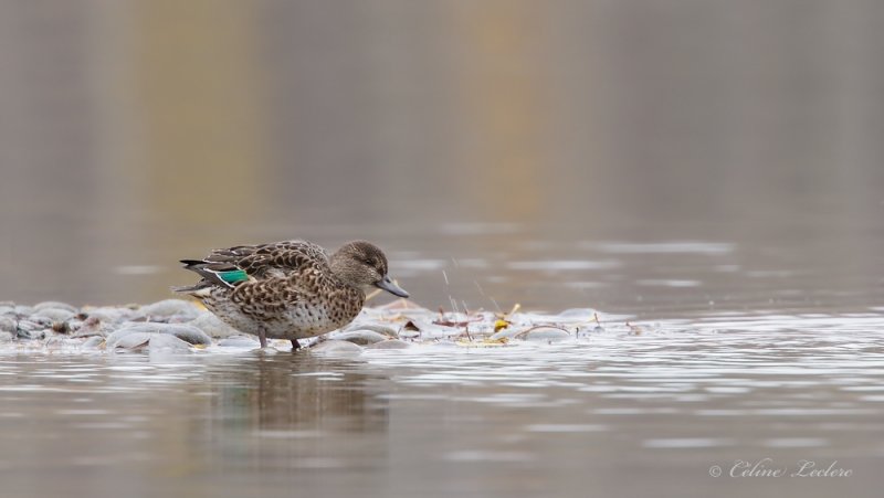 Sarcelle d'hiver _Y3A7975 - Green-Winged Teal