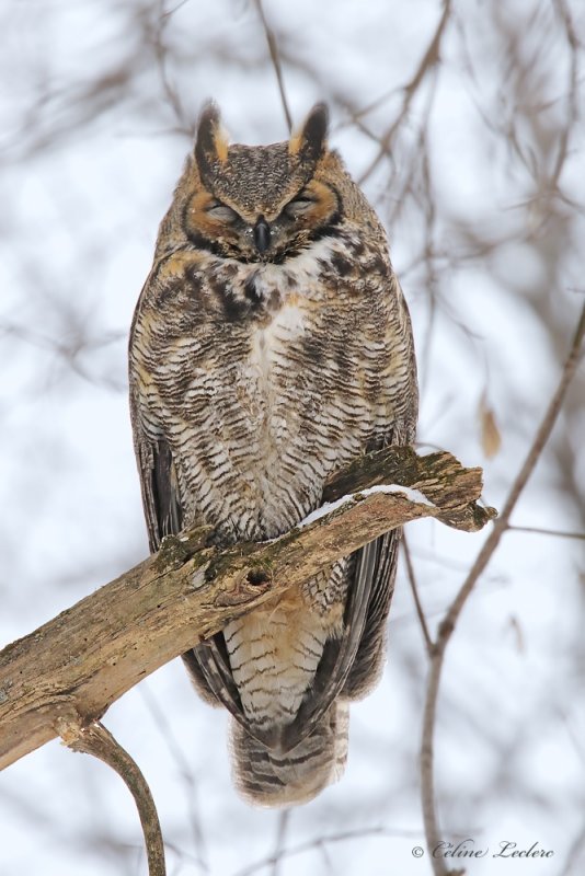 Grand Duc d'Amérique _Y3A9343 - Great Horned Owl