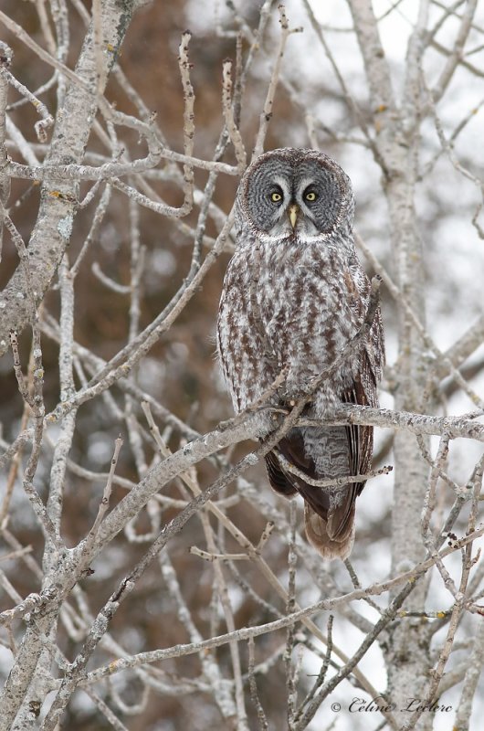 Chouette lapone _Y3A4222 - Great Gray Owl