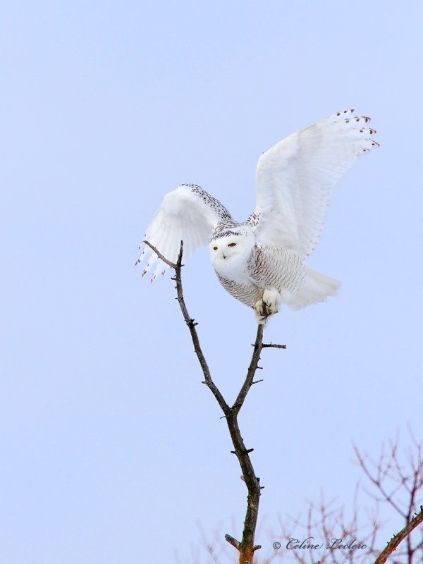 Harfang des neiges _8543 - Snowy Owl