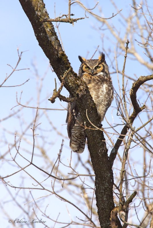 Grand Duc d'Amérique _Y3A0180 - Great Horned Owl