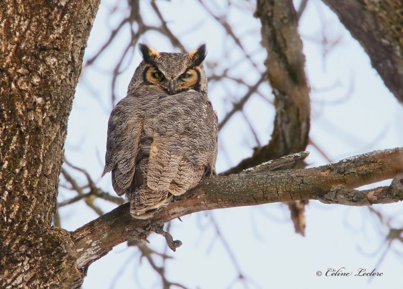 Grand Duc d'Amérique _Y3A0245 - Great Horned Owl