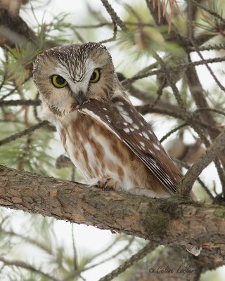 Petite Nyctale_5224 - Northern Saw-whet Owl