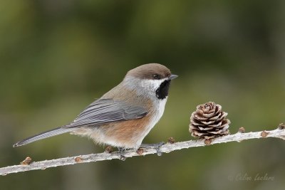 Msange  tte brune_0027 - Boreal Chickadee