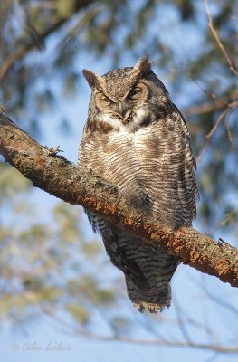 Grand-duc dAmrique_4316 - Great Horned Owl