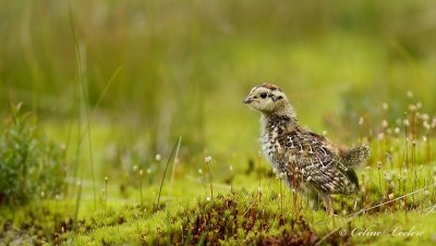 Ttras du Canada (poussin)_Y3A4893 - Spruce Grouse (chick) 